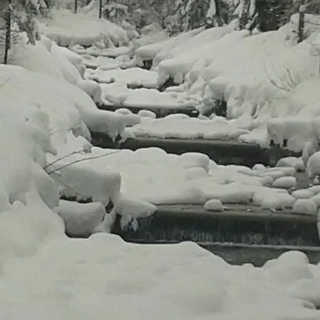 Edelweiss Wimmer 格绍